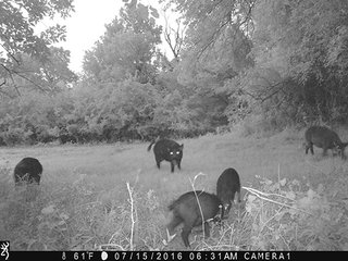 Property photo 34 - LAND AUCTION - 860+/- ACRES OFFERED IN 7 TRACTS IN PITTSBURG COUNTY, OKLAHOMA